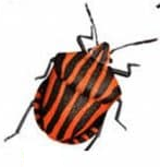 Insect 4.png